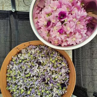 1. Expectorantia mucillaginosa 2. Expectorantia stimulativa 3. Antitusiká Všetko sú to látky obsiahnuté v bylinkách, ktoré...